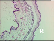 Molecules 19 15624 i018