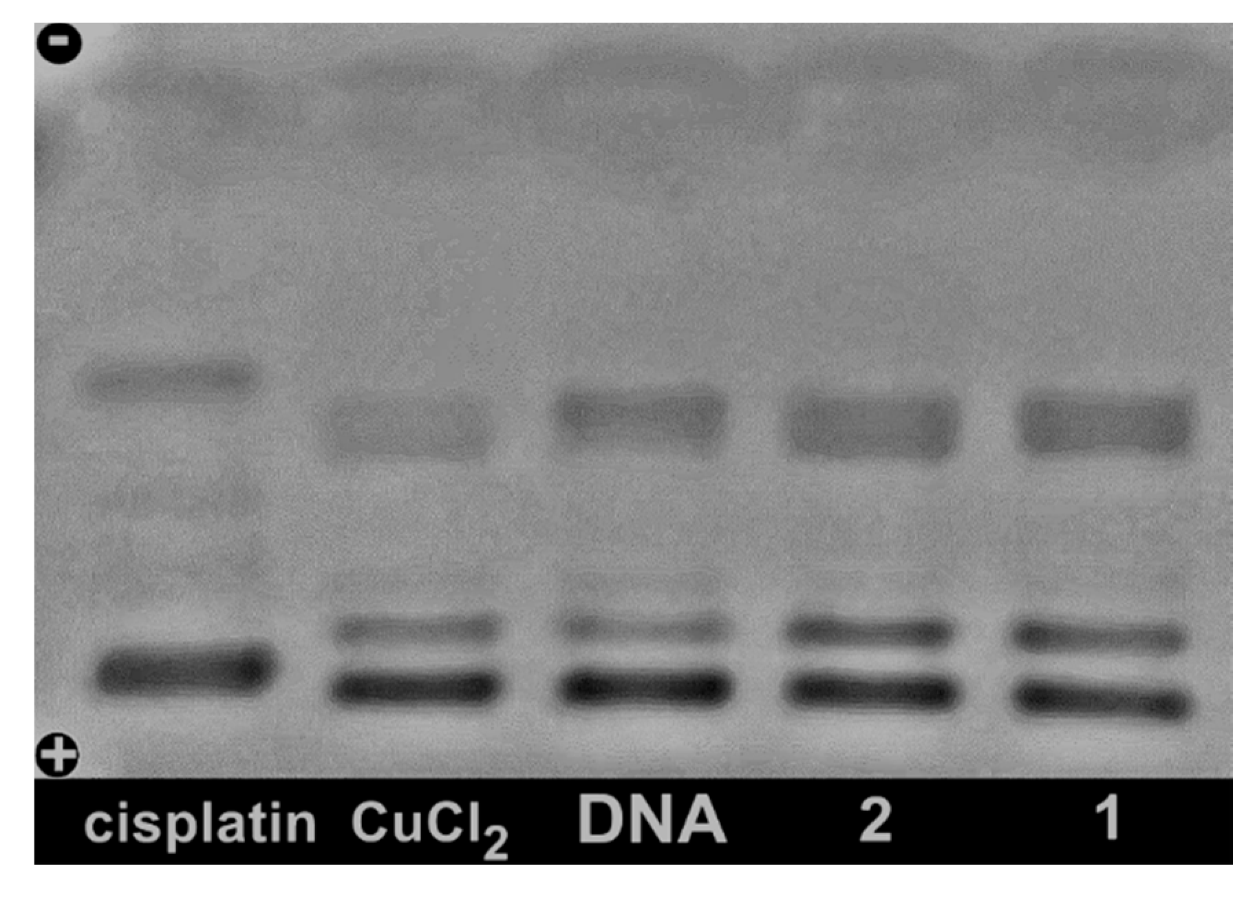 Molecules 19 17202 g007