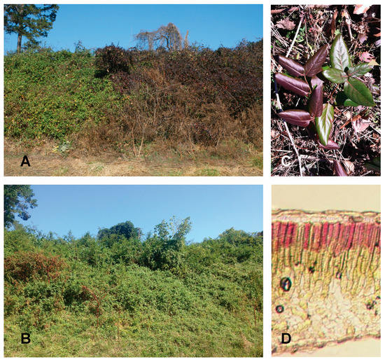 Molecules 19 17810 g006 550