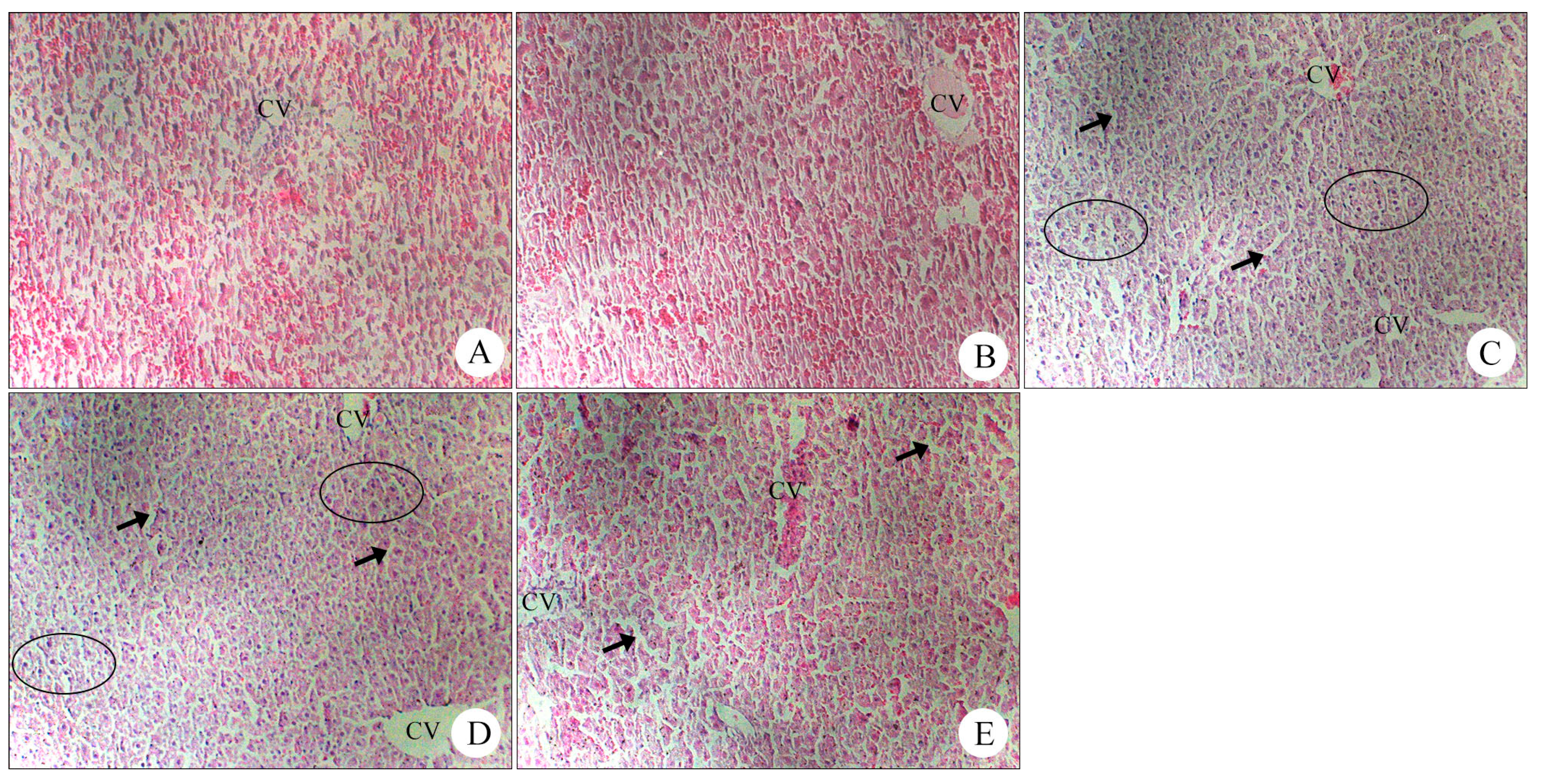 Molecules 19 18479 g005
