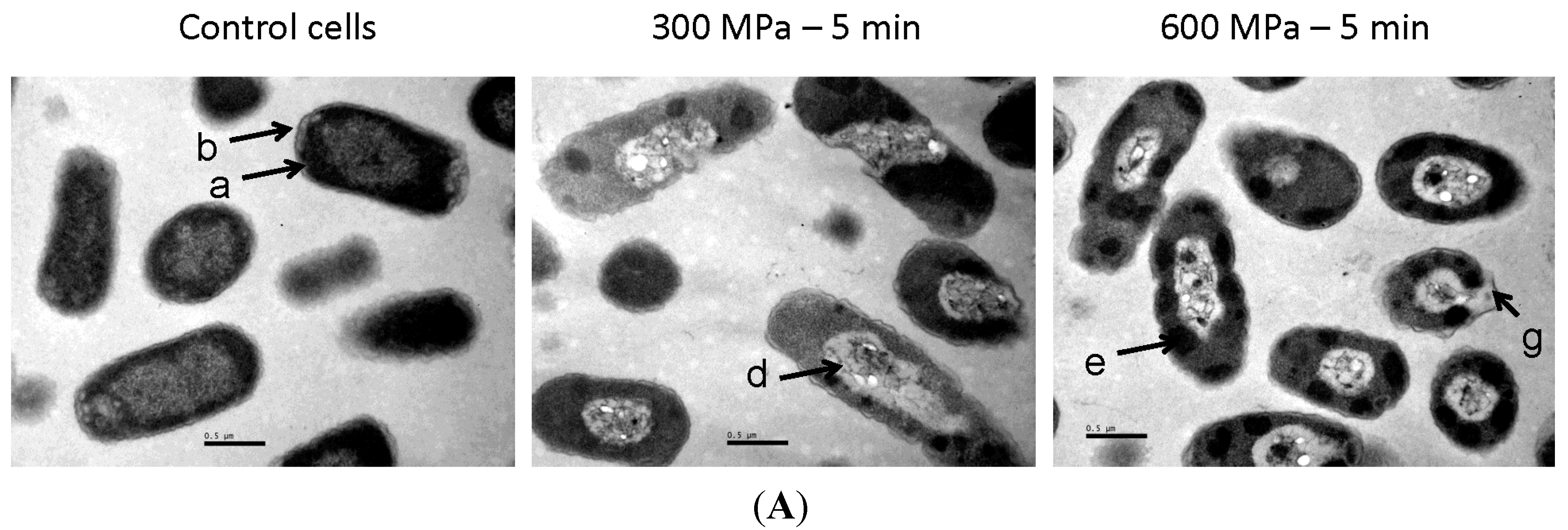 Molecules 19 21310 g003a