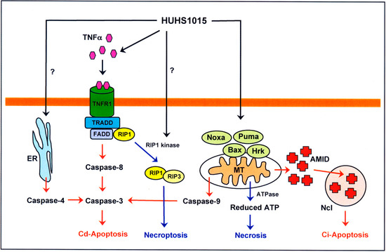 Molecules 19 21462 g004 550