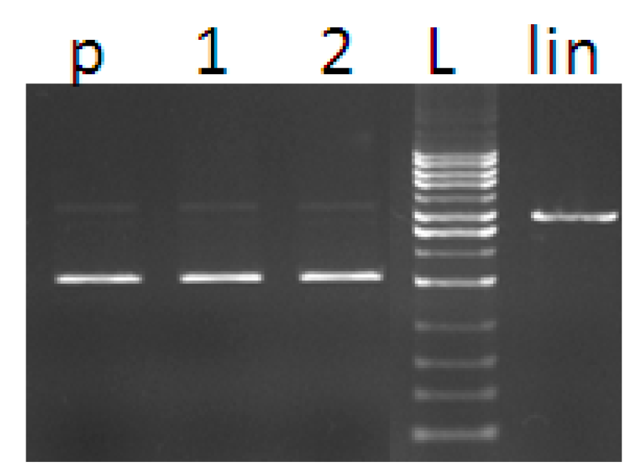 Molecules 20 02115 g010
