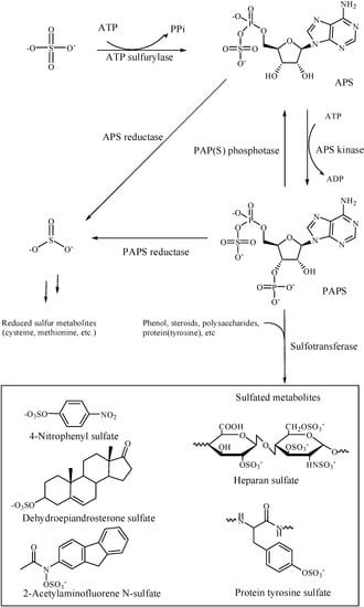 Molecules 20 02138 g001 550