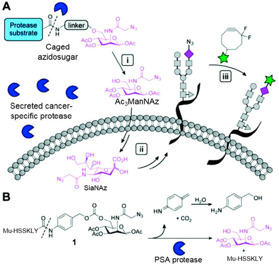 Molecules 20 03190 g008 550