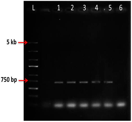 Molecules 20 03647 g004 550