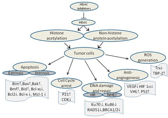 Molecules 20 03898 g004 550
