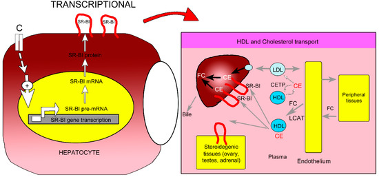 Molecules 20 04410 g006 550