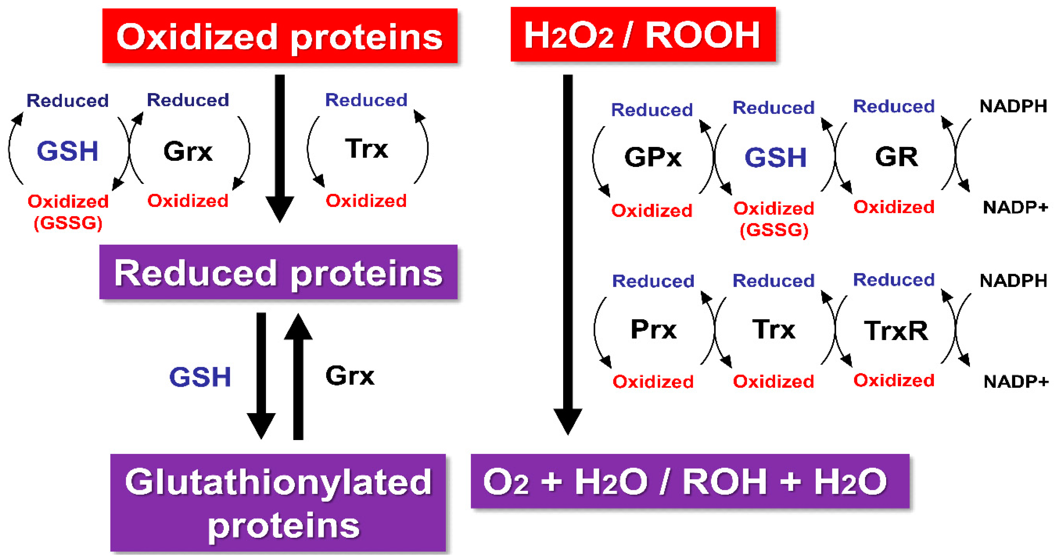 Molecules 20 08742 g001