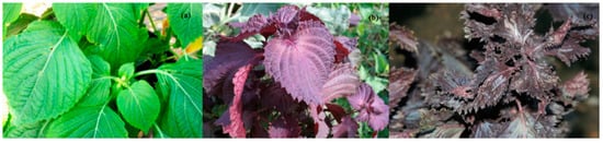 Molecules 20 09155 g001 550