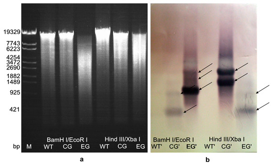 Molecules 20 10110 g004 550