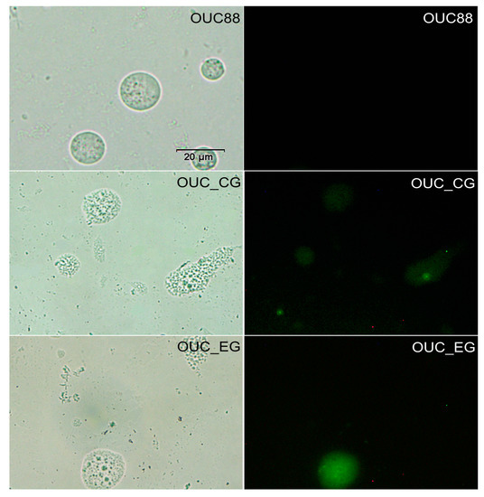 Molecules 20 10110 g006 550