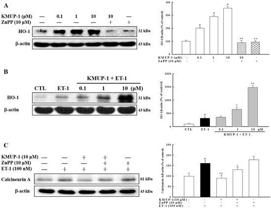 Molecules 20 10435 g007 550