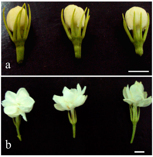 Molecules 20 10734 g001 550