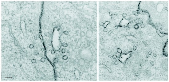 Molecules 20 13313 g002 550