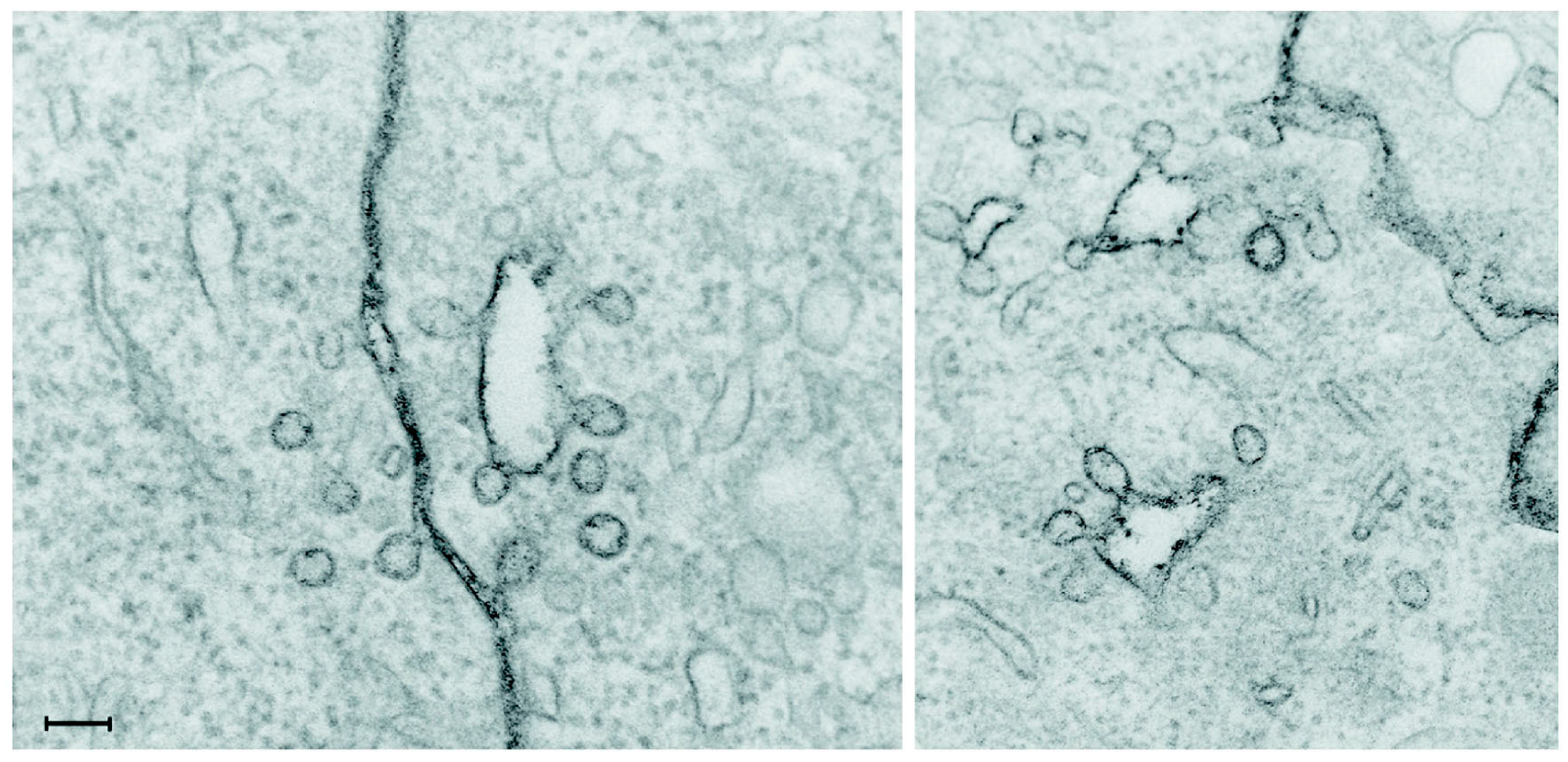 Molecules 20 13313 g002