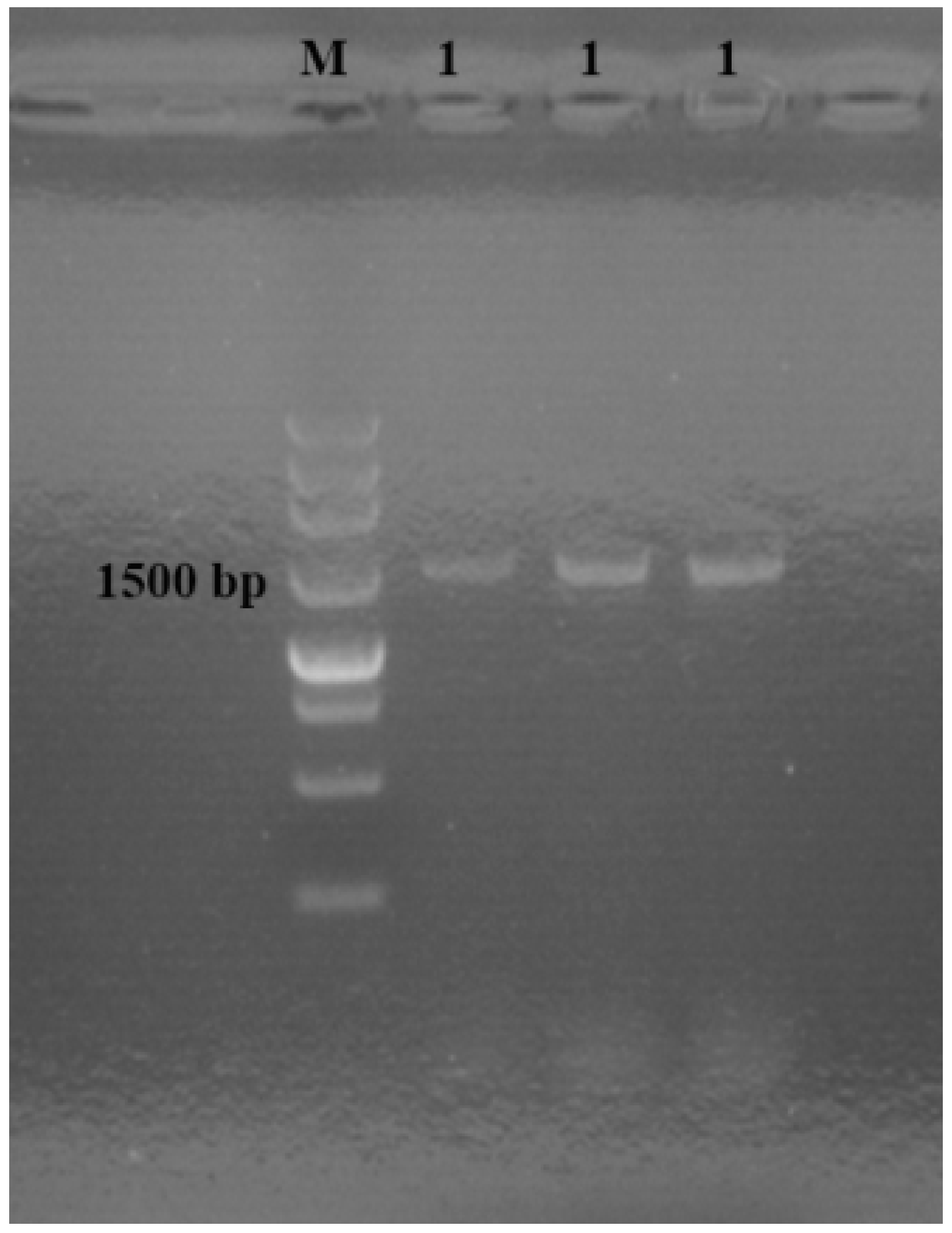 Molecules 20 14103 g002