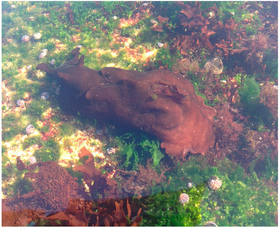 Molecules 20 15766 g001 550