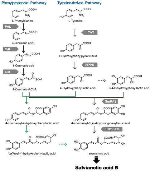 Molecules 20 16235 g002 550