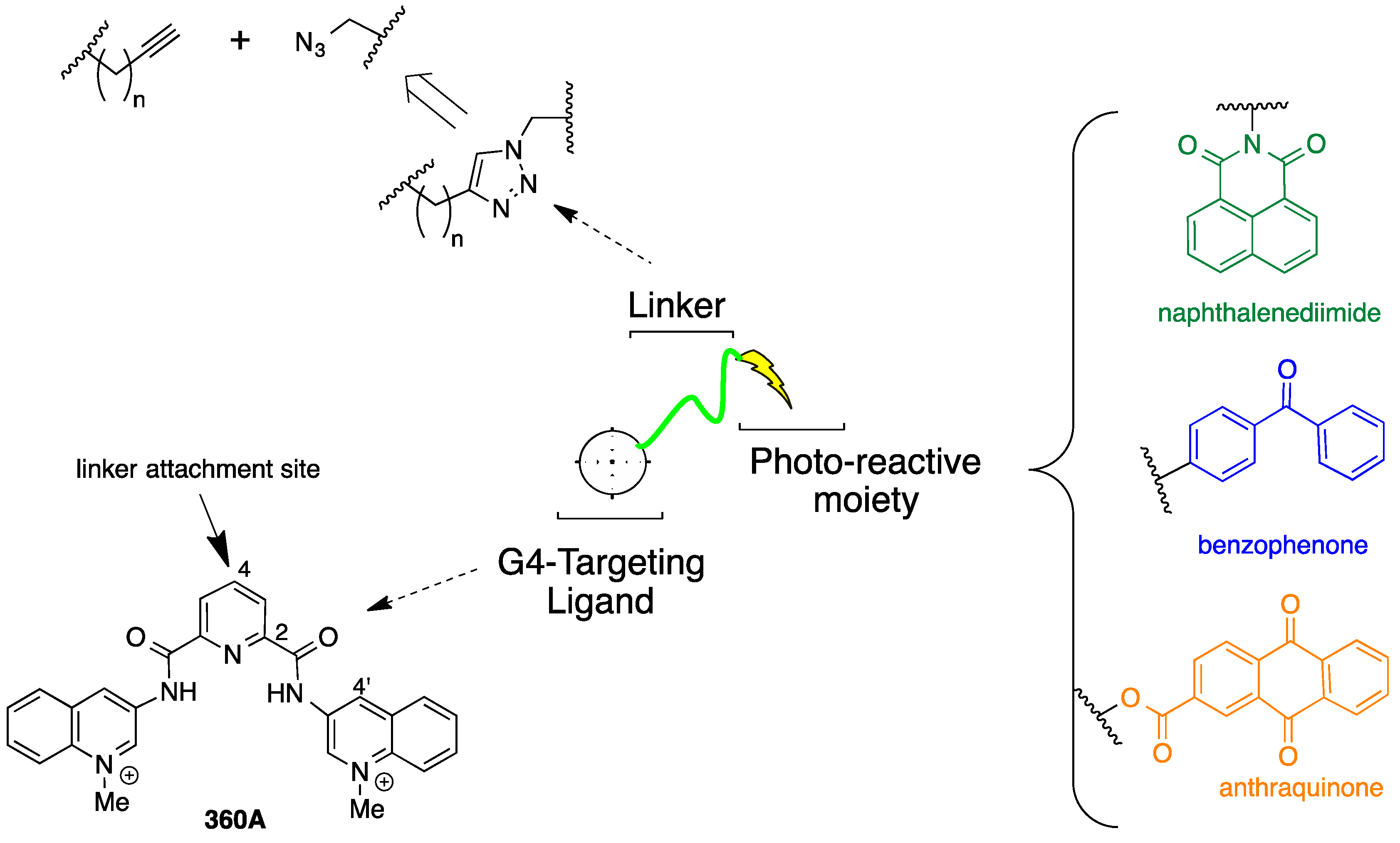 Molecules 20 16446 g001