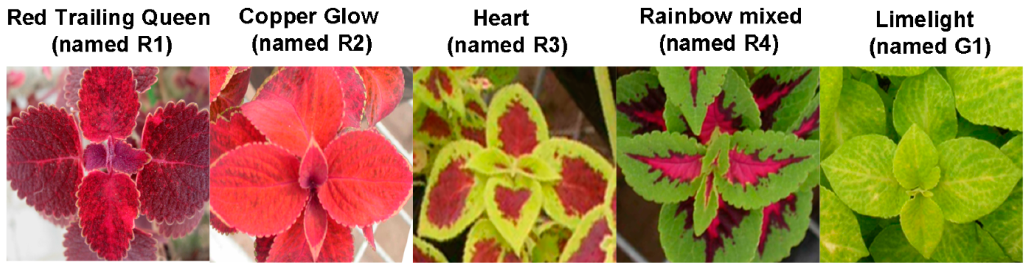 Molecules 20 16833 g001