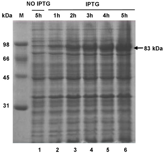 Molecules 20 16833 g008 550