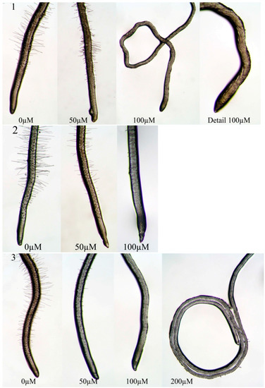 Molecules 20 17883 g005 550