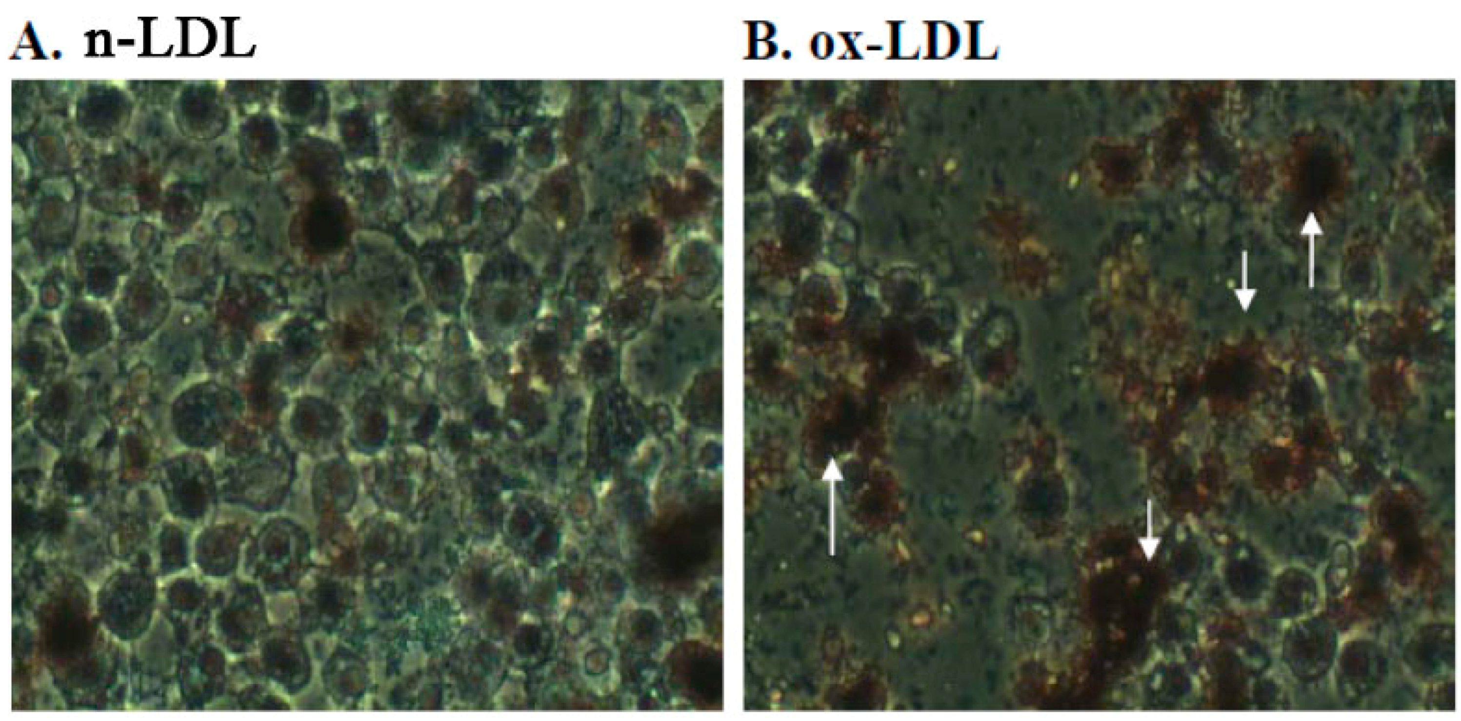 Molecules 20 19051 g003a