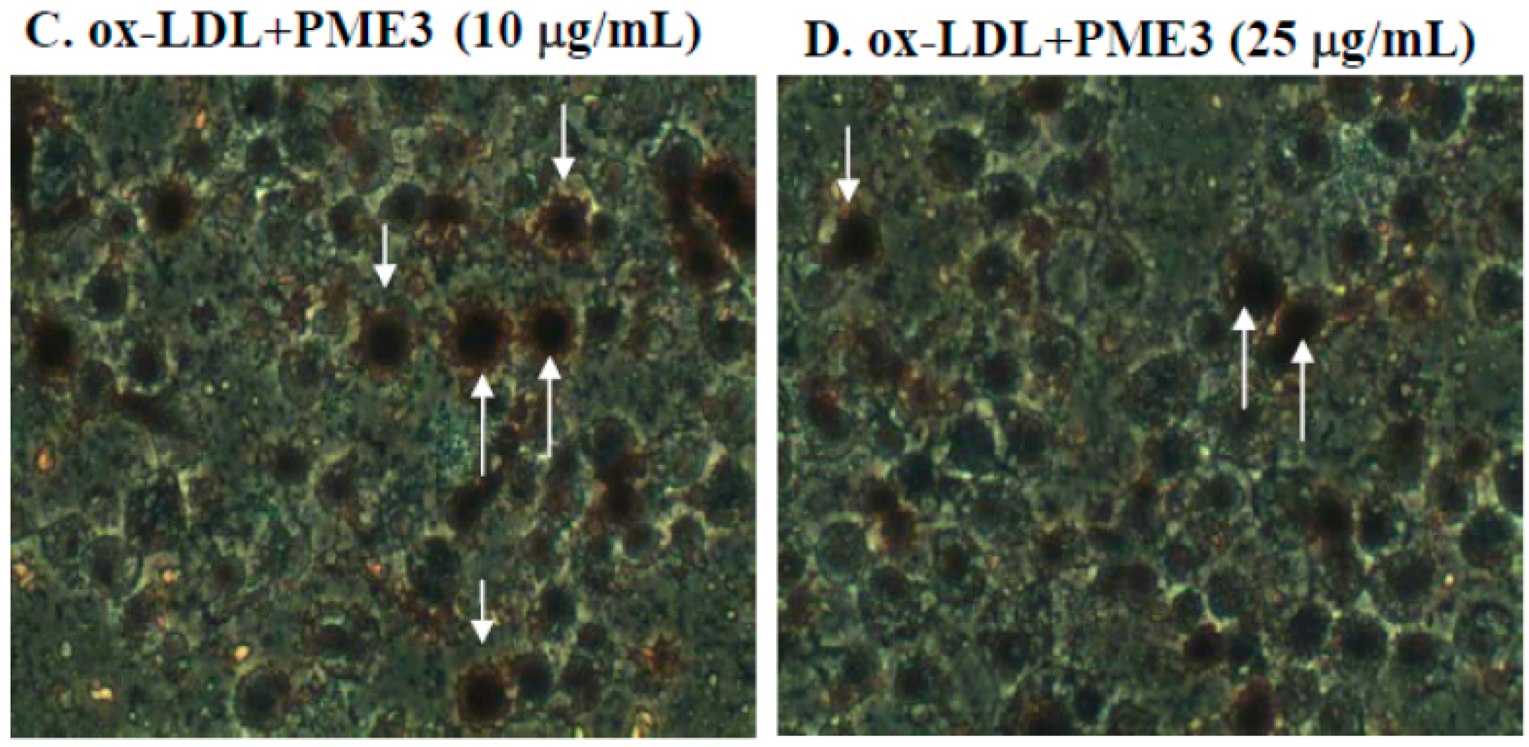 Molecules 20 19051 g003b