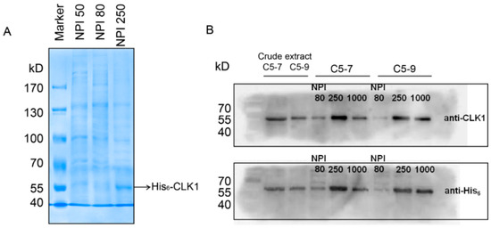 Molecules 20 19653 g002 550