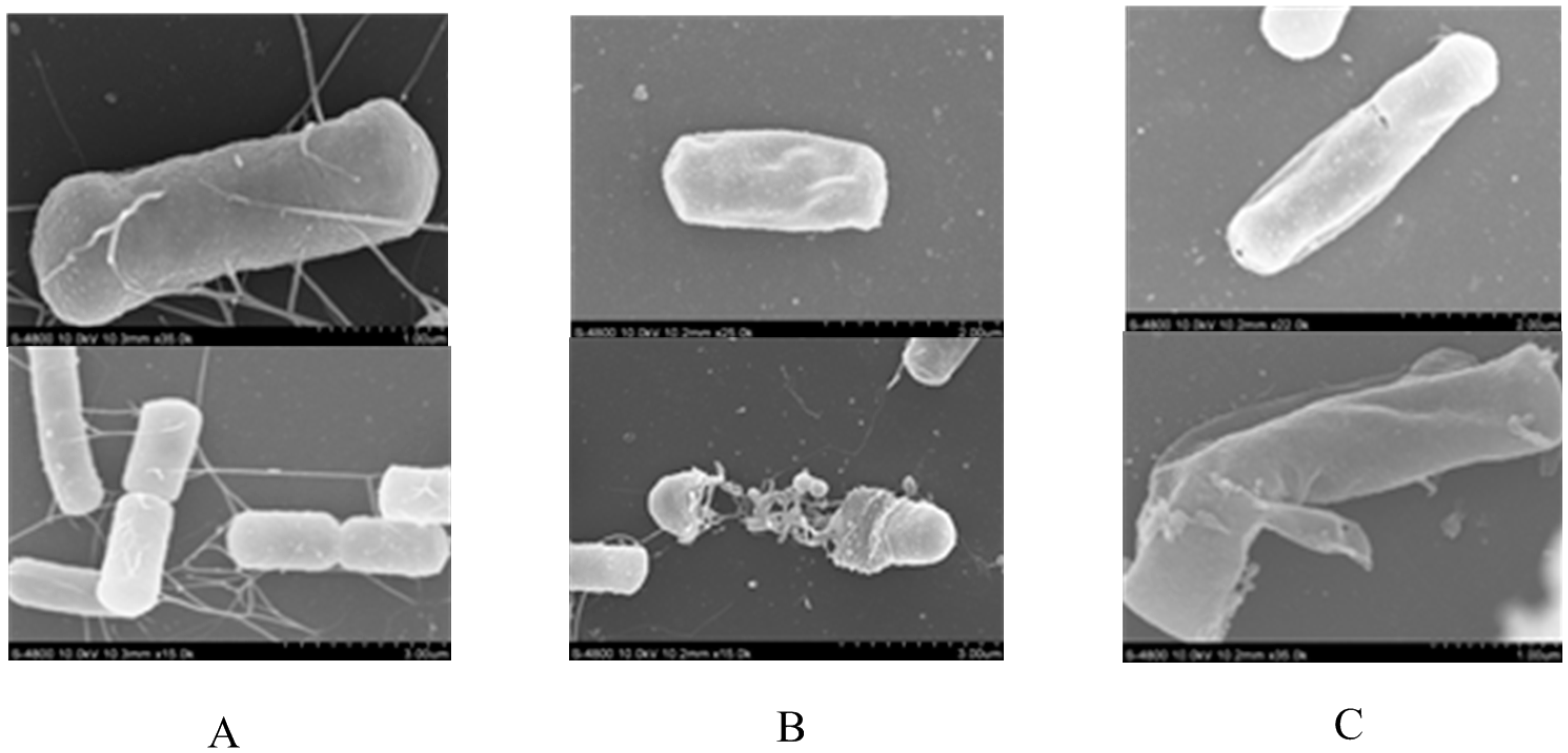 Molecules 20 19680 g003