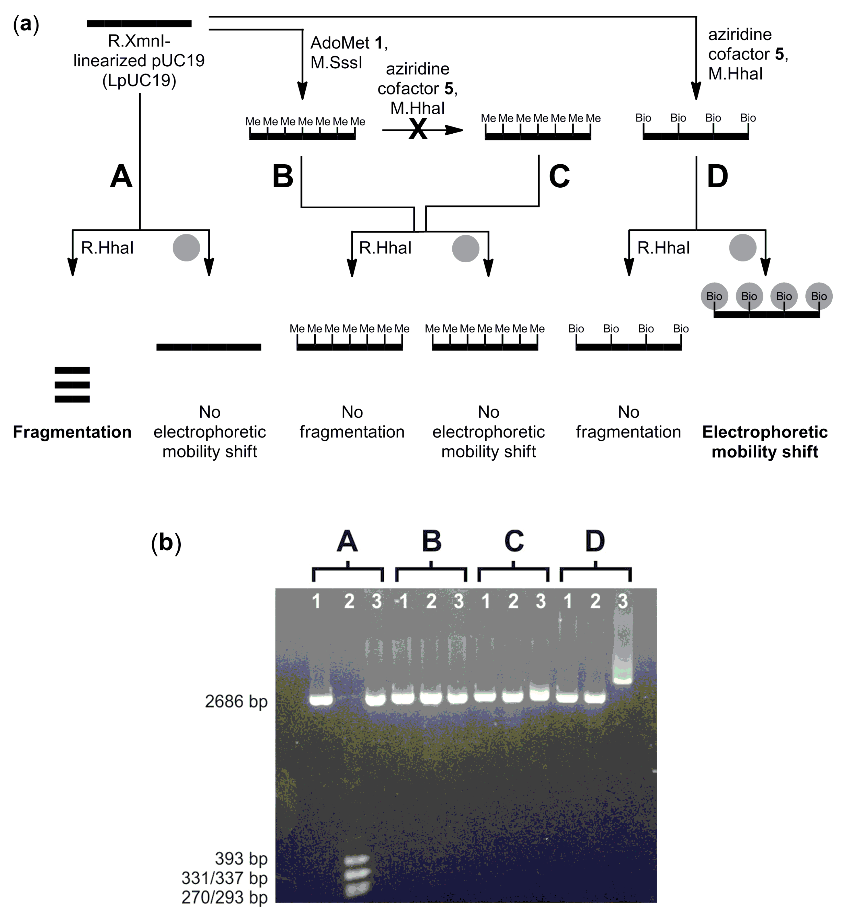 Molecules 20 19723 g005