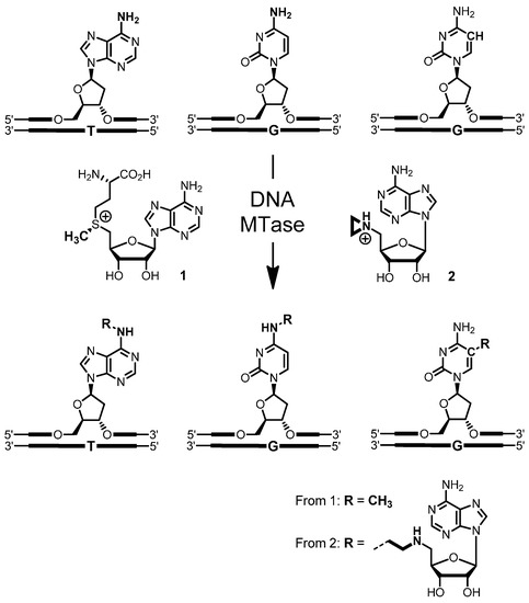 Molecules 20 19723 g006 550