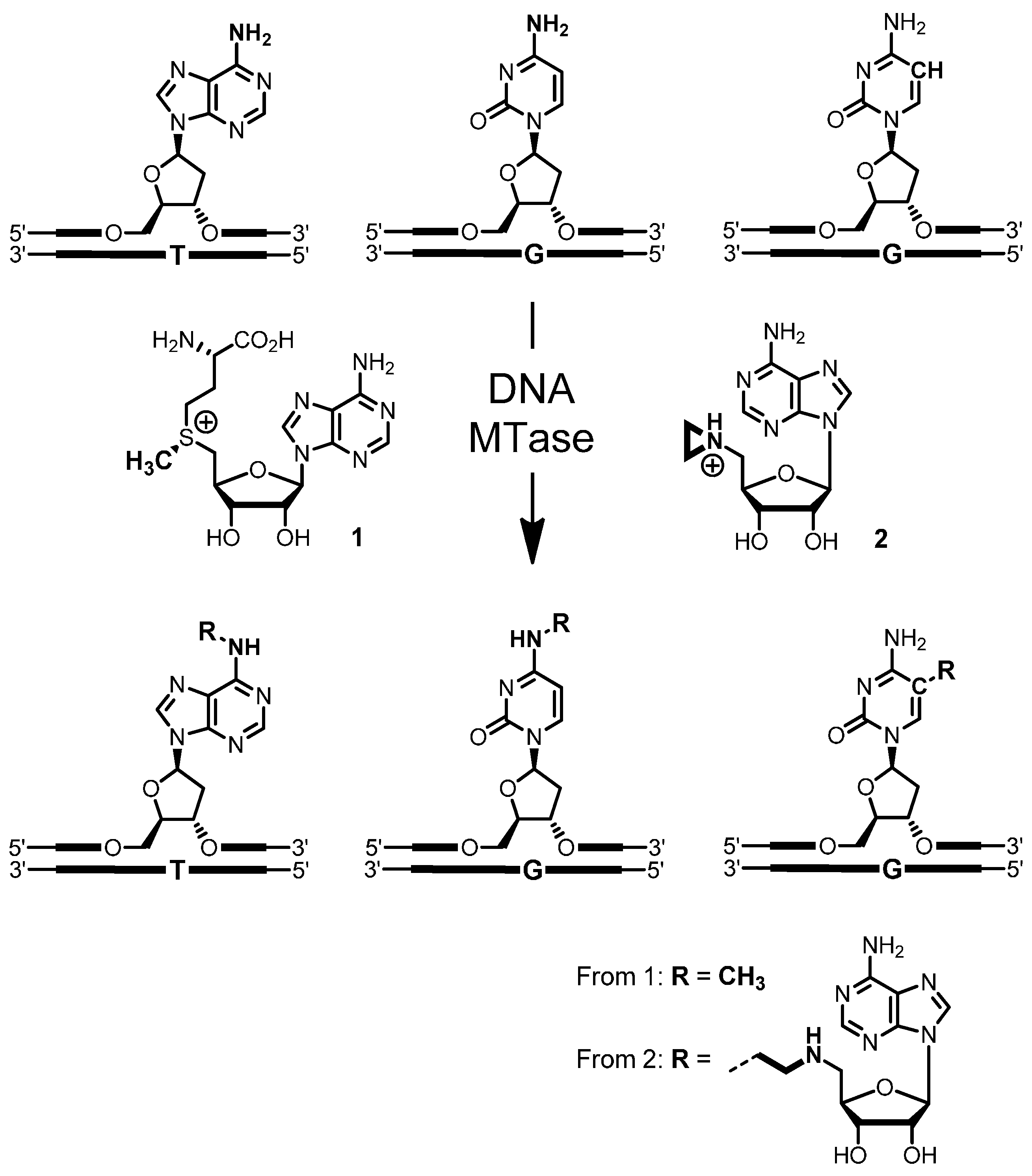 Molecules 20 19723 g006