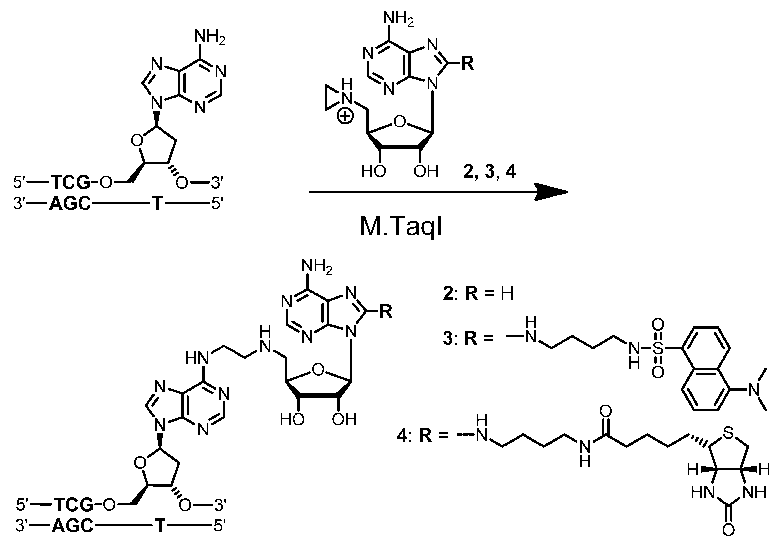 Molecules 20 19723 g007