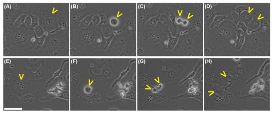 Molecules 20 19819 g011 550