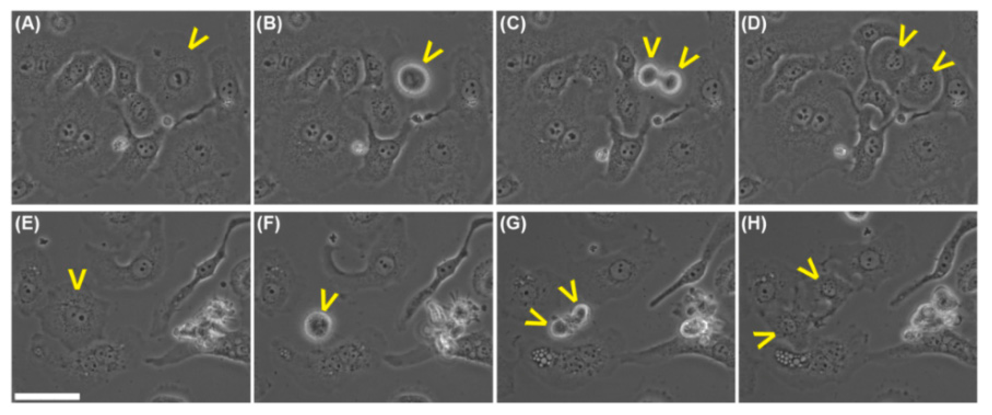 Molecules 20 19819 g011