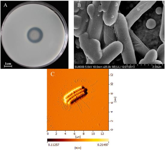Molecules 21 00073 g001 550