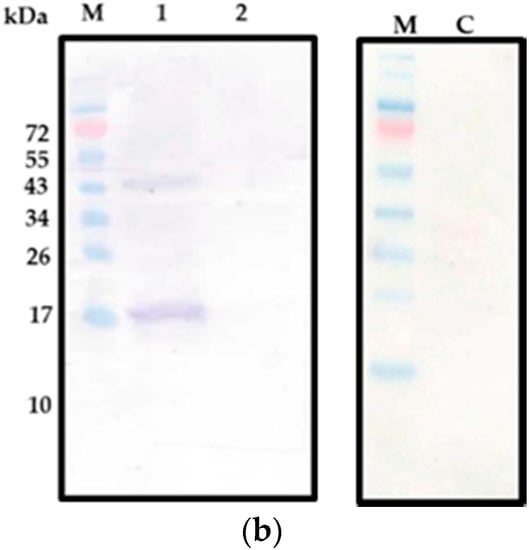 Molecules 21 00103 g001b 550