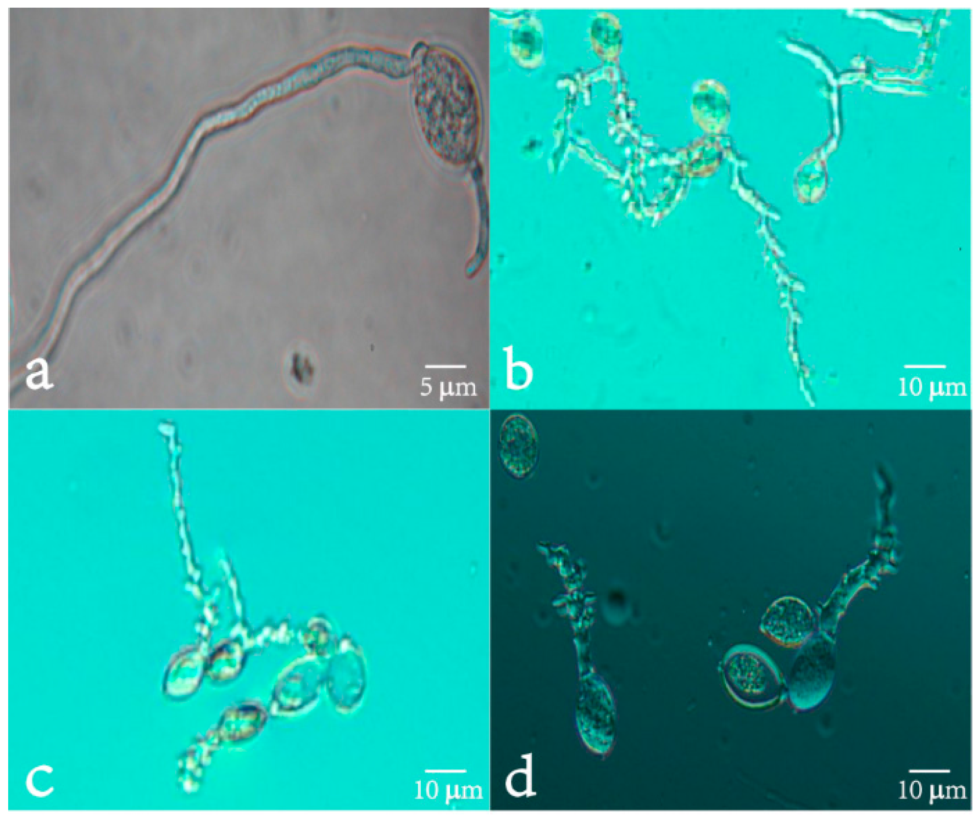 Molecules 21 00237 g003