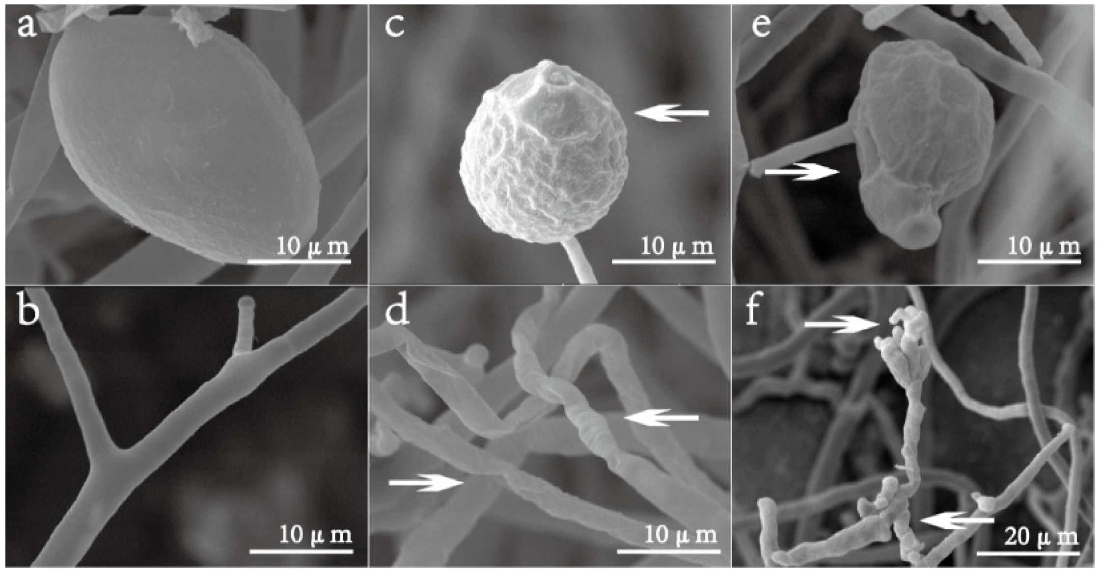 Molecules 21 00237 g005