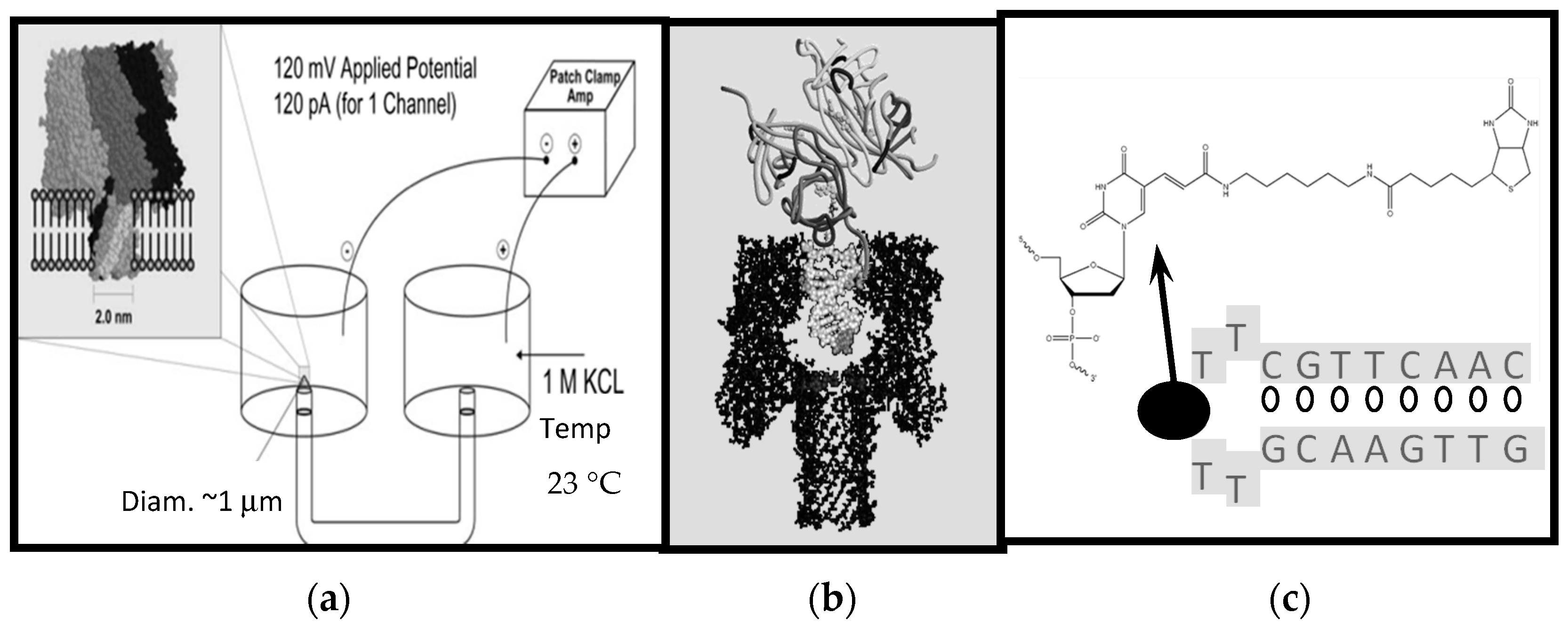 Molecules 21 00346 g001