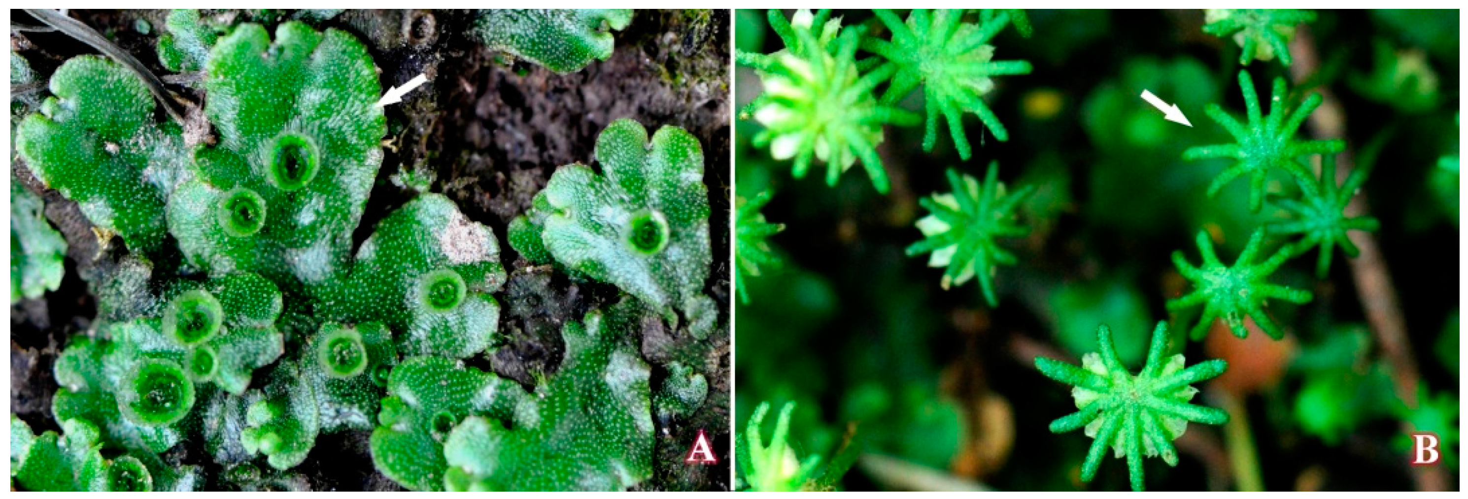 Molecules 21 00360 g013