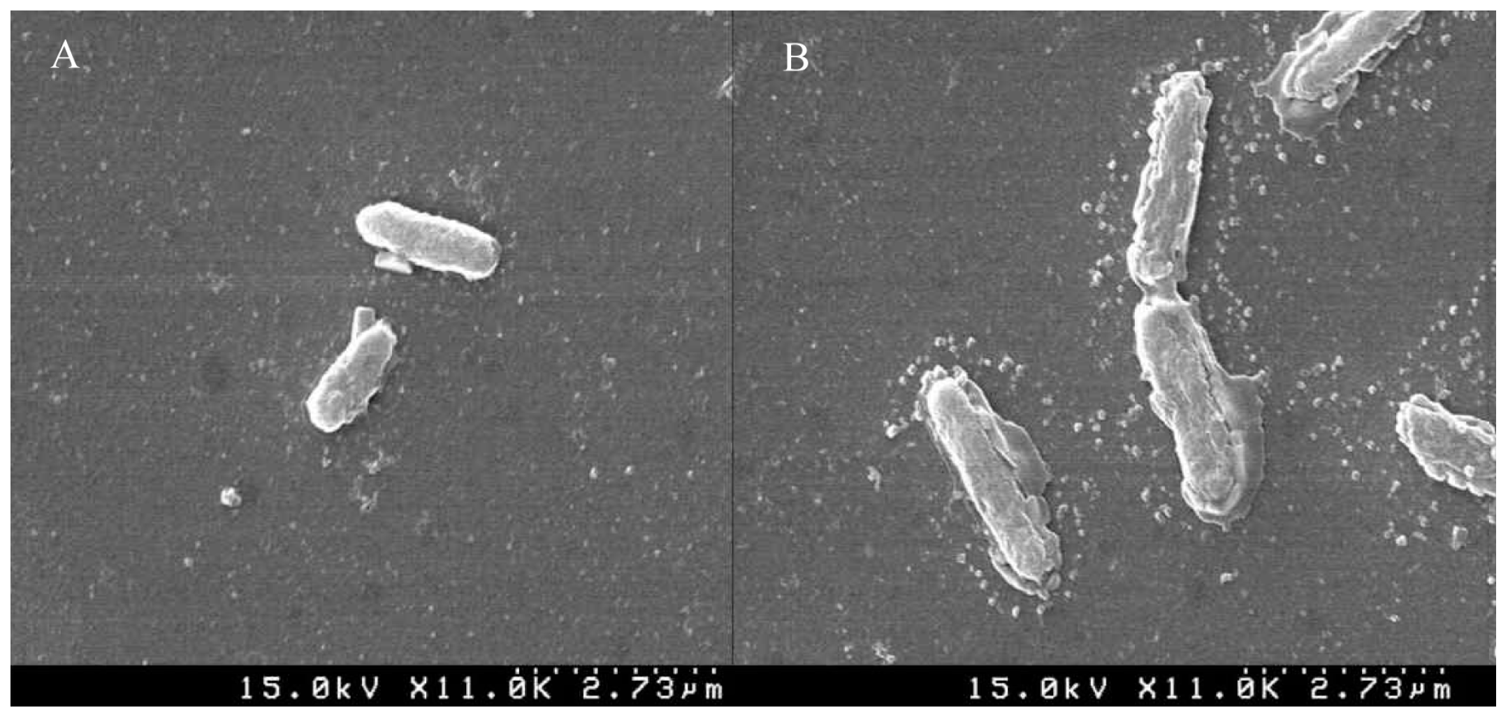Molecules 21 00388 g006