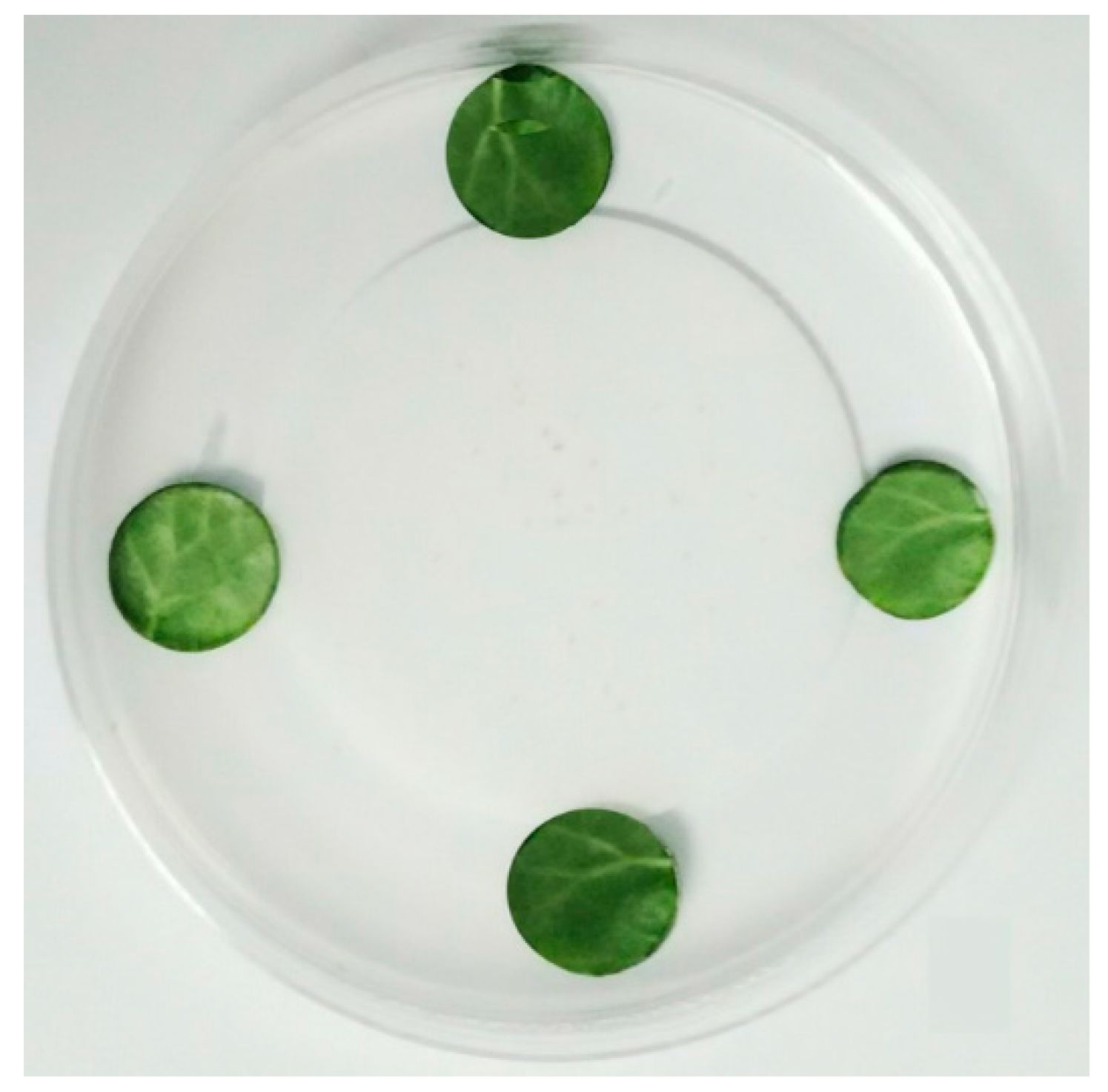 Molecules 21 00423 g002