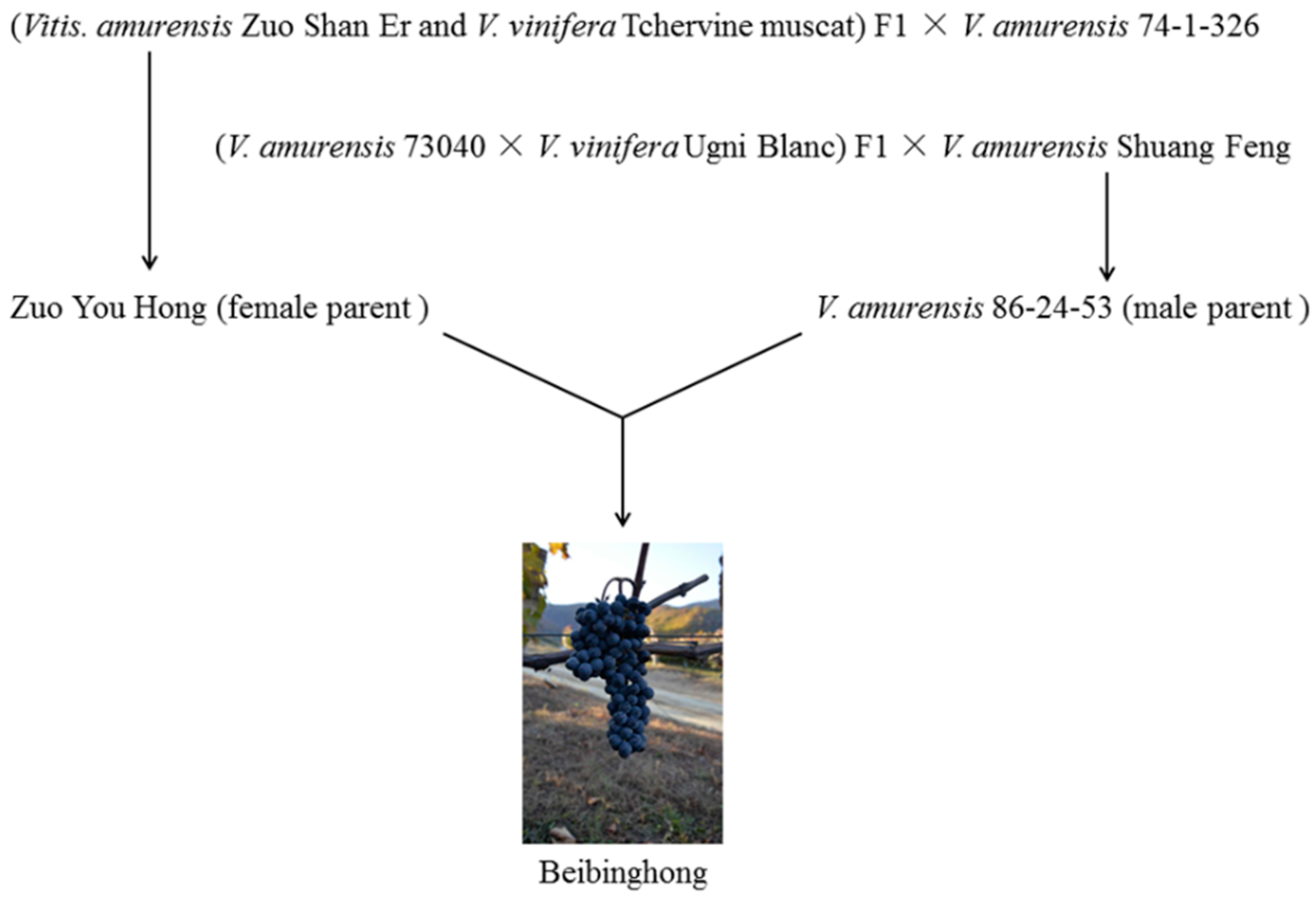 Molecules 21 00431 g001