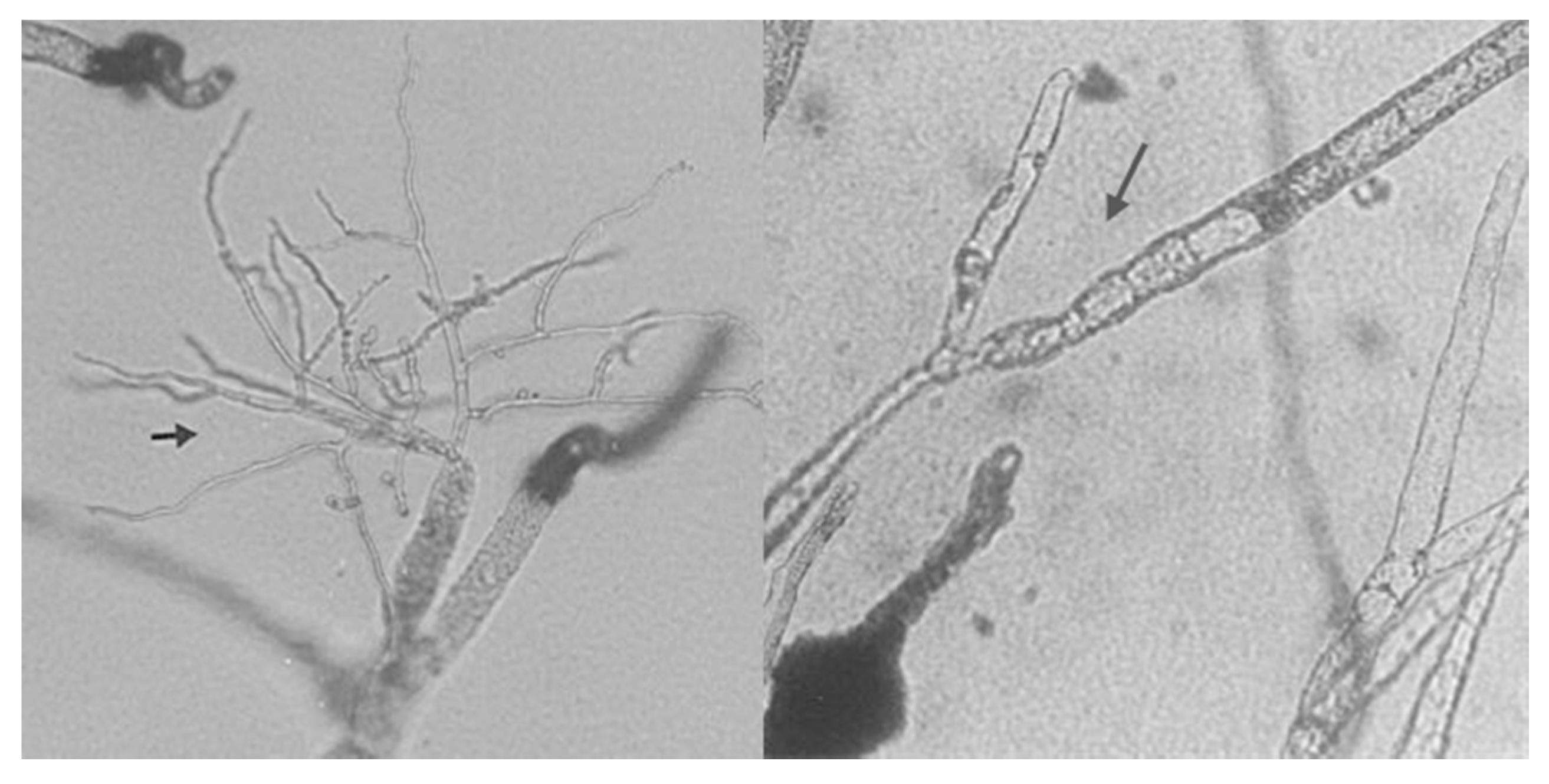 Molecules 21 00447 g007