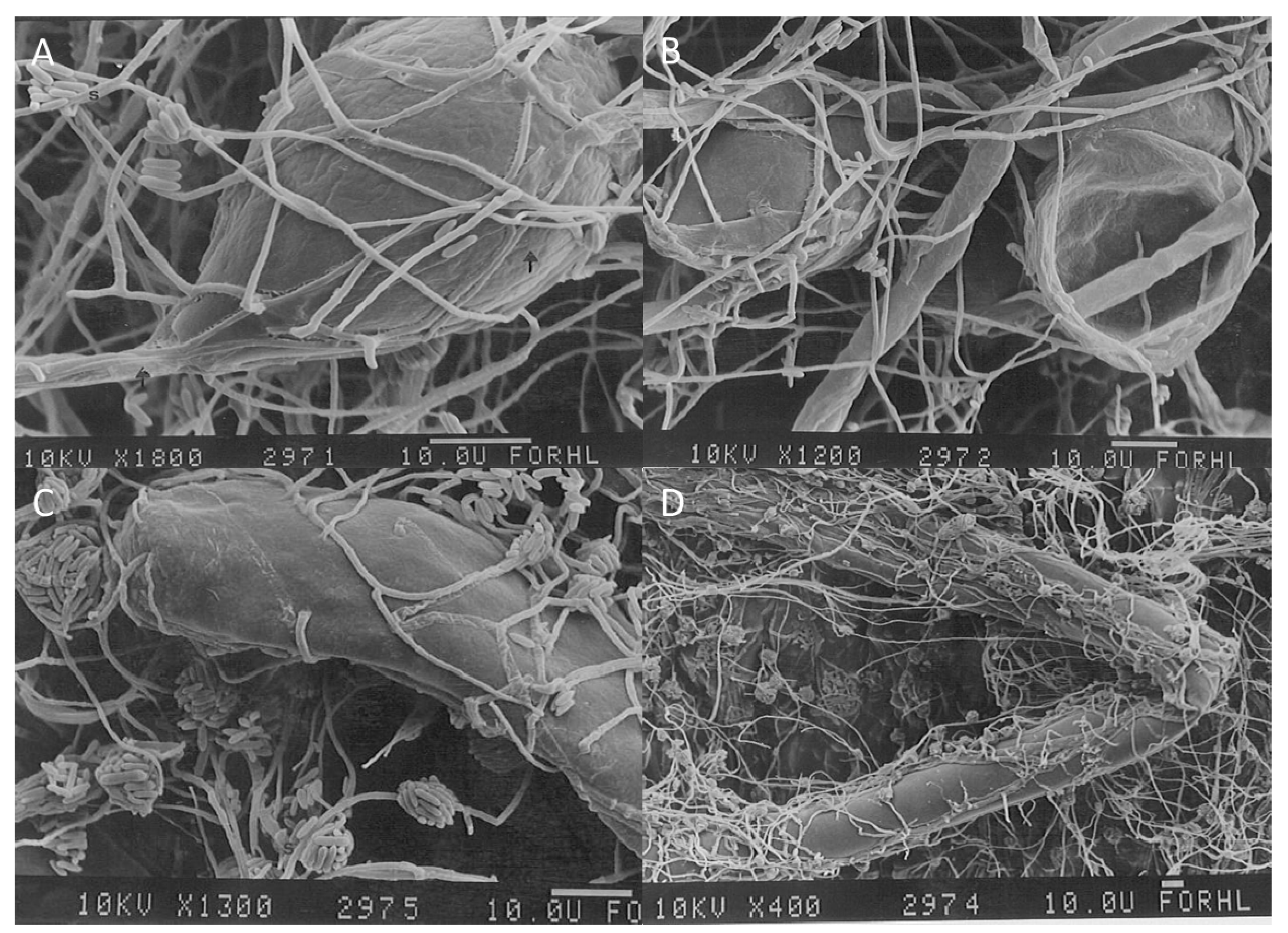 Molecules 21 00447 g008