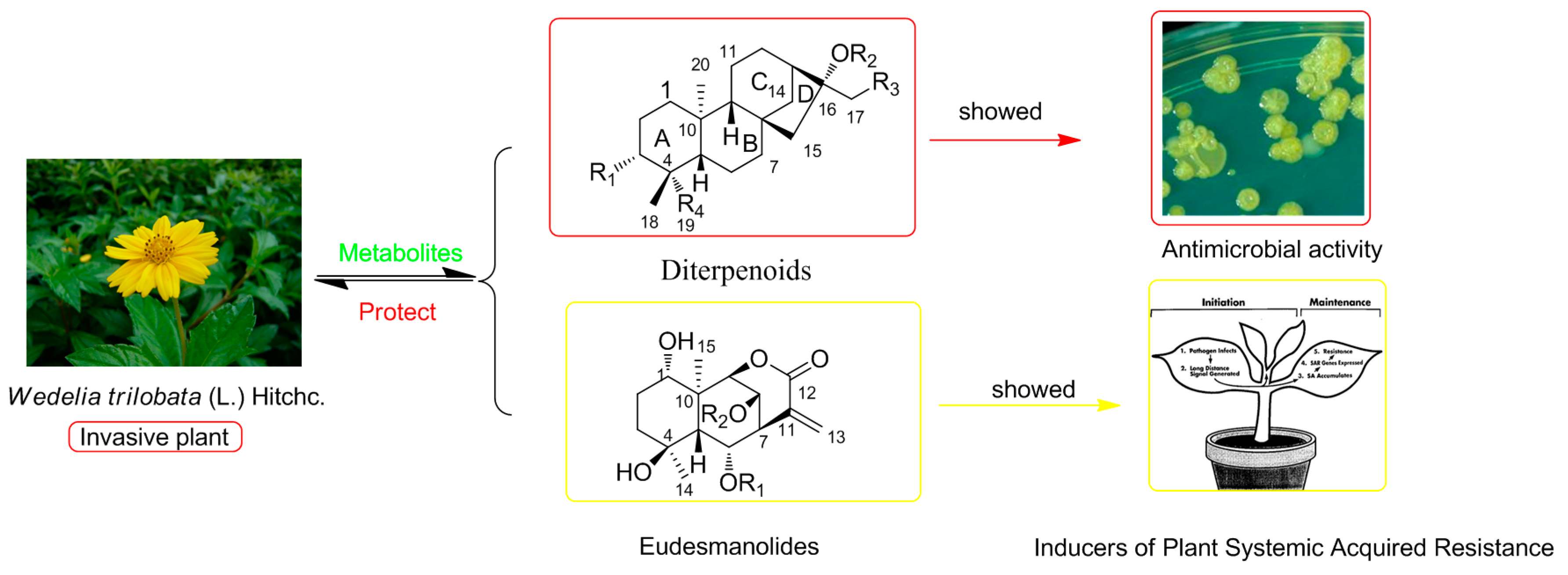Molecules 21 00457 g003