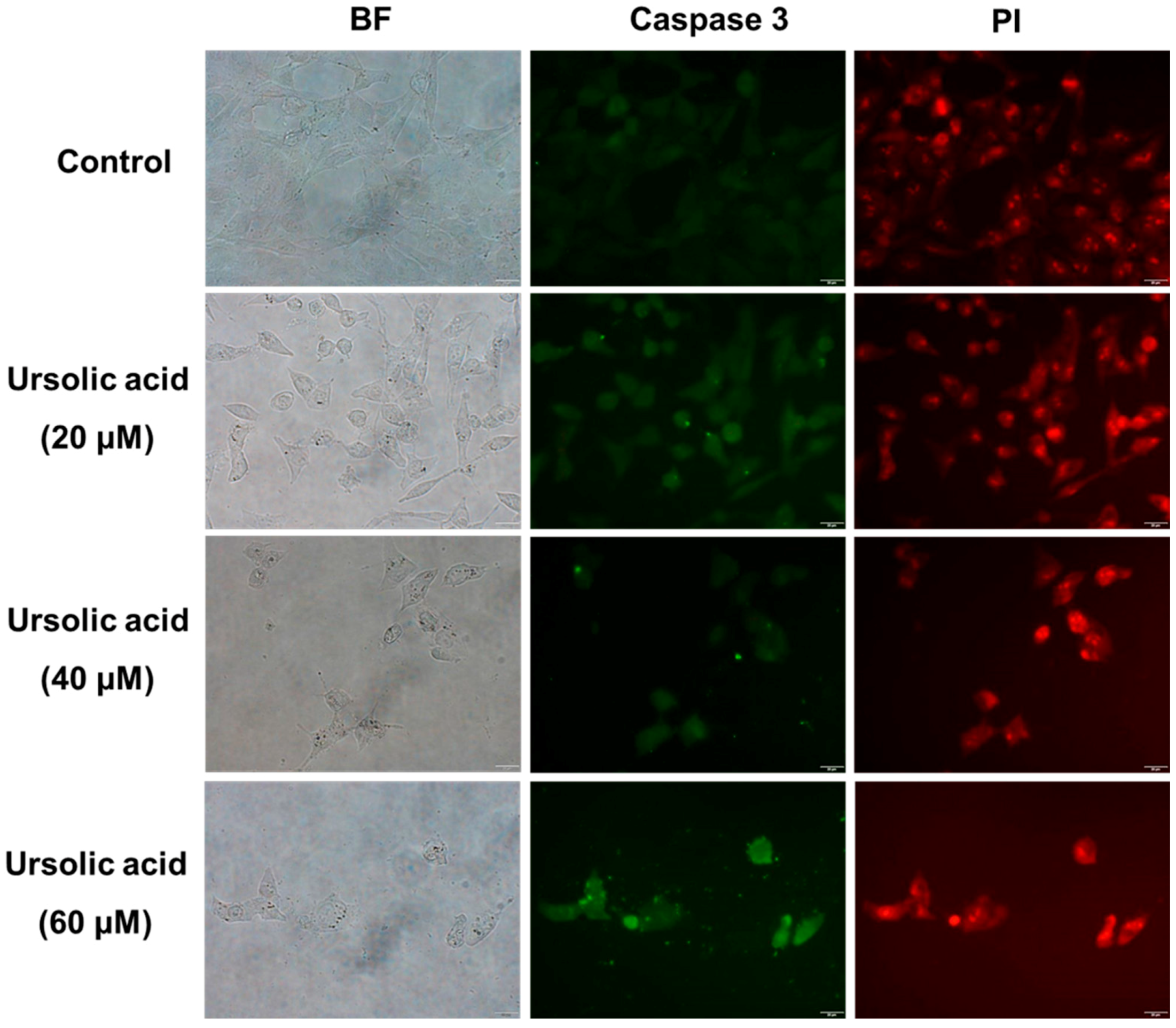 Molecules 21 00460 g005